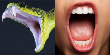 מדענים טוענים " שרוק אנושי יכול לפתח ארס "