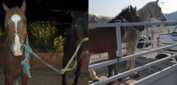 נתפסו 2 עצורים החשודים בגניבת ארבעה סוסים תוך התעללות חמורה